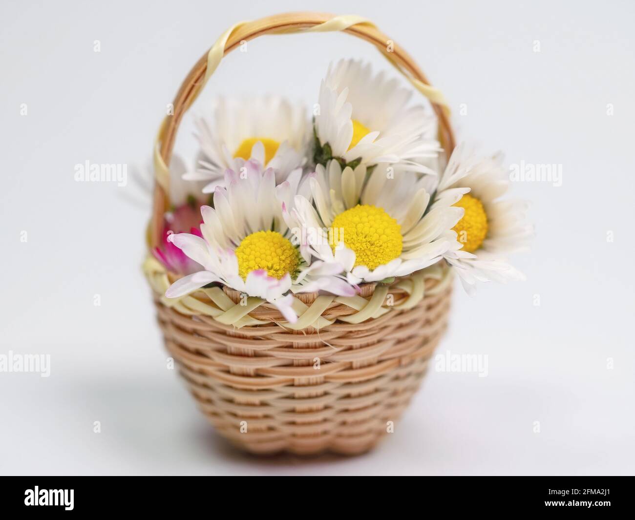 Daisies in the basket in a close-up Stock Photo