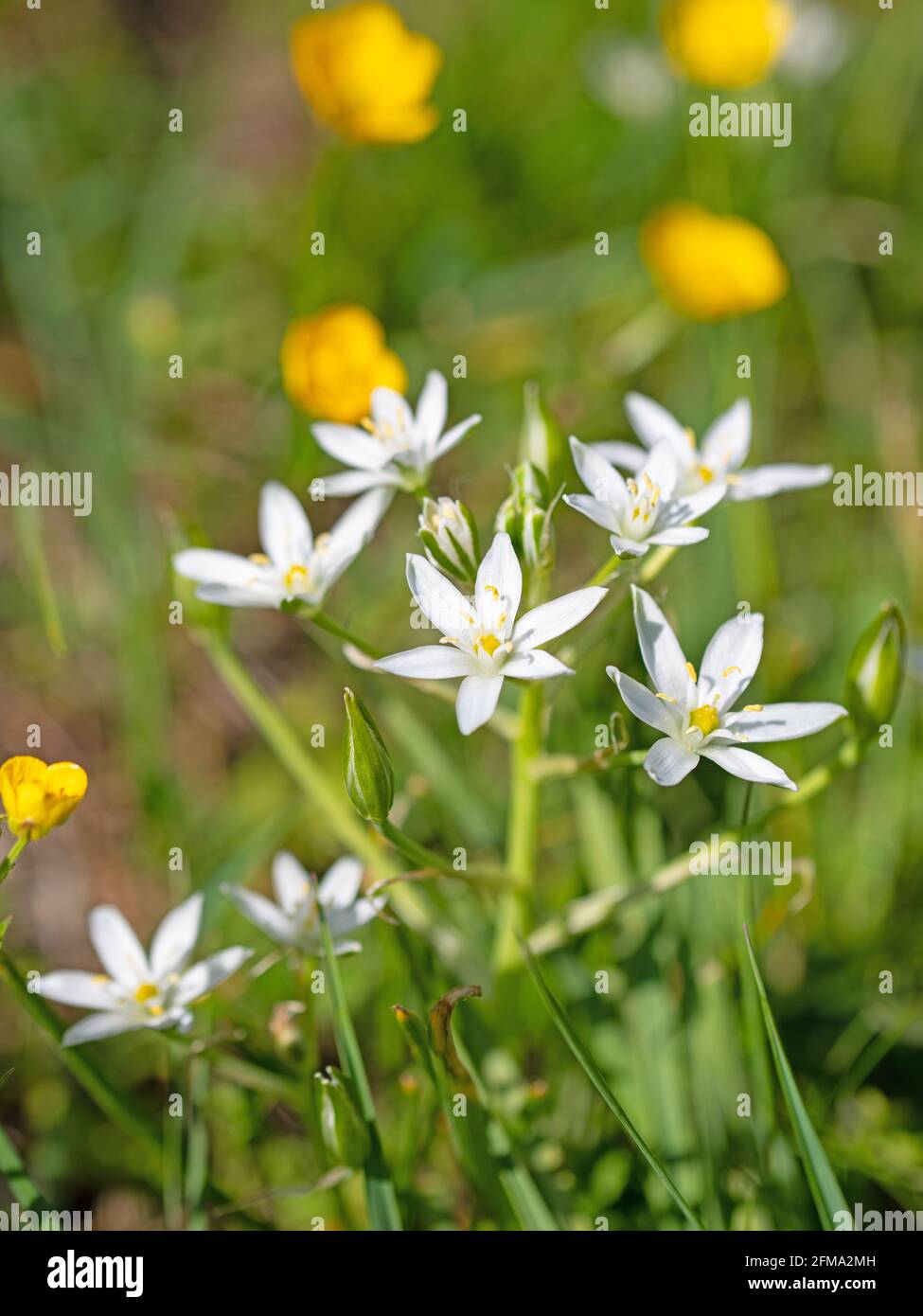 Blooming milk stars, ornithogalum, in spring Stock Photo