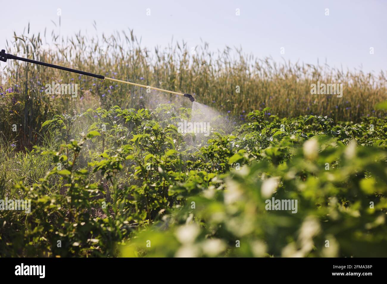 A farmer with a mist sprayer treats the potato plantation from pests ...