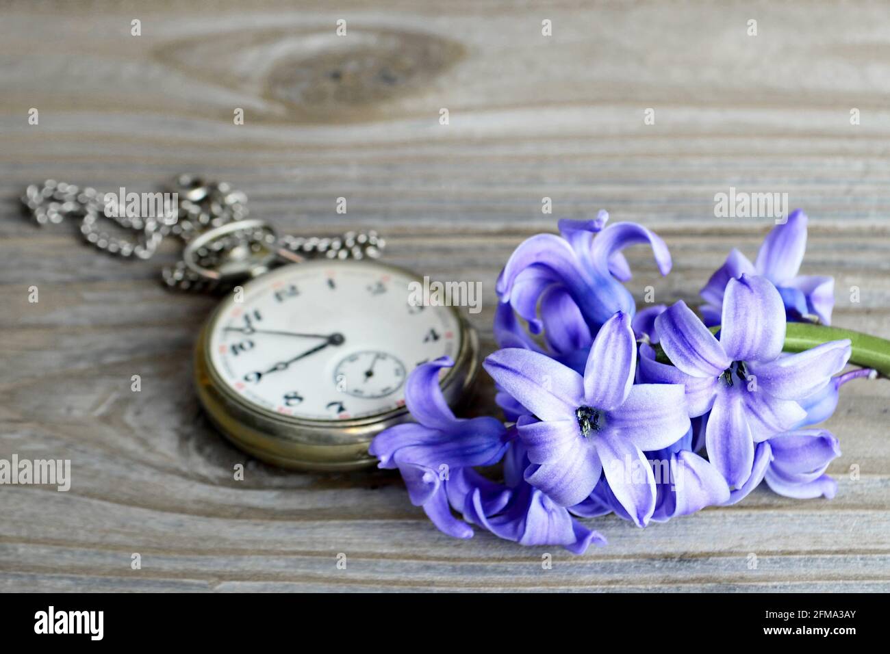 Fathers day flower and vintage pocket watch on wooden background Stock Photo
