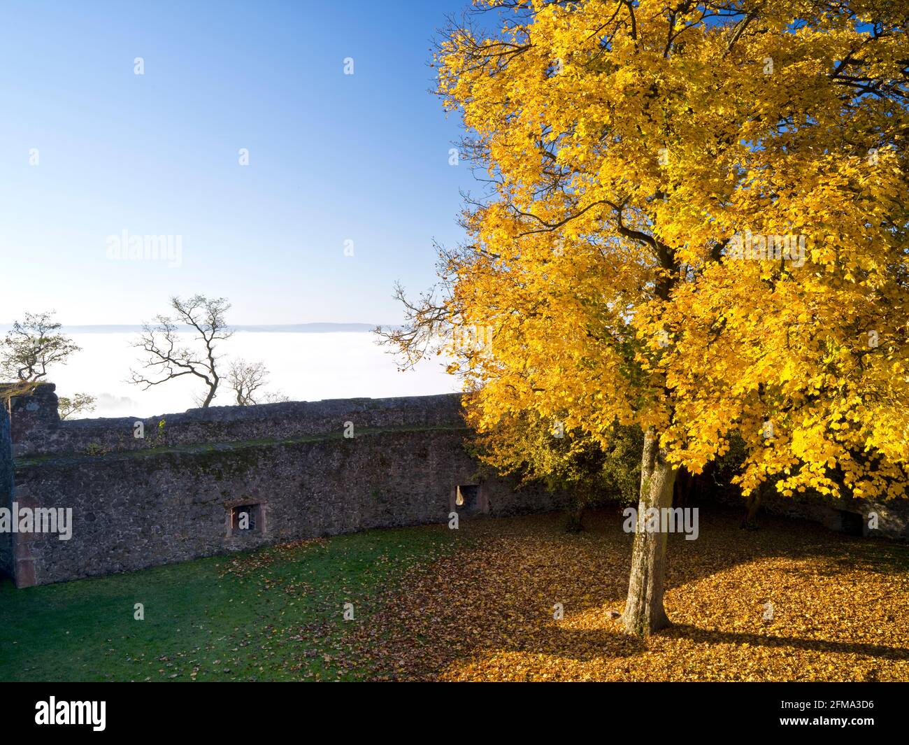 Europe, Germany, Hesse, Central Hesse, Marburg-Biedenkopf district, Amöneburg Basin, Amöneburg Castle, autumn-colored maple tree on the castle wall Stock Photo