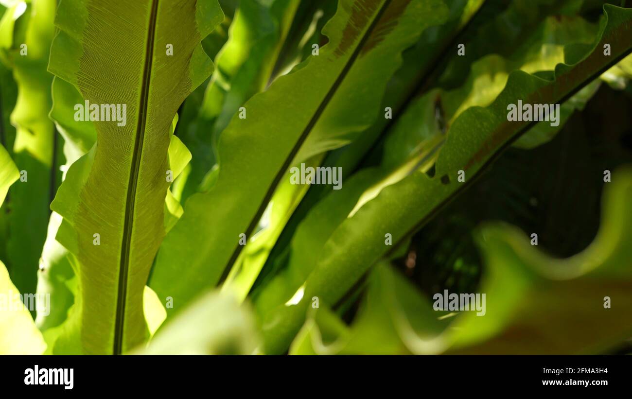 Bird's nest fern dark green leaves. Exotic tropical amazon jungle rainforest, stylish trendy botanical atmosphere. Natural lush foliage vivid greenery, paradise aesthetic. Asplenium nidus plant leaf. Stock Photo