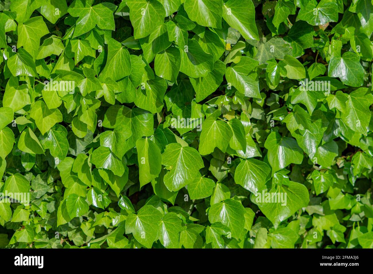 Texture Background Different different backgrounds and textures Stock Photo - Alamy