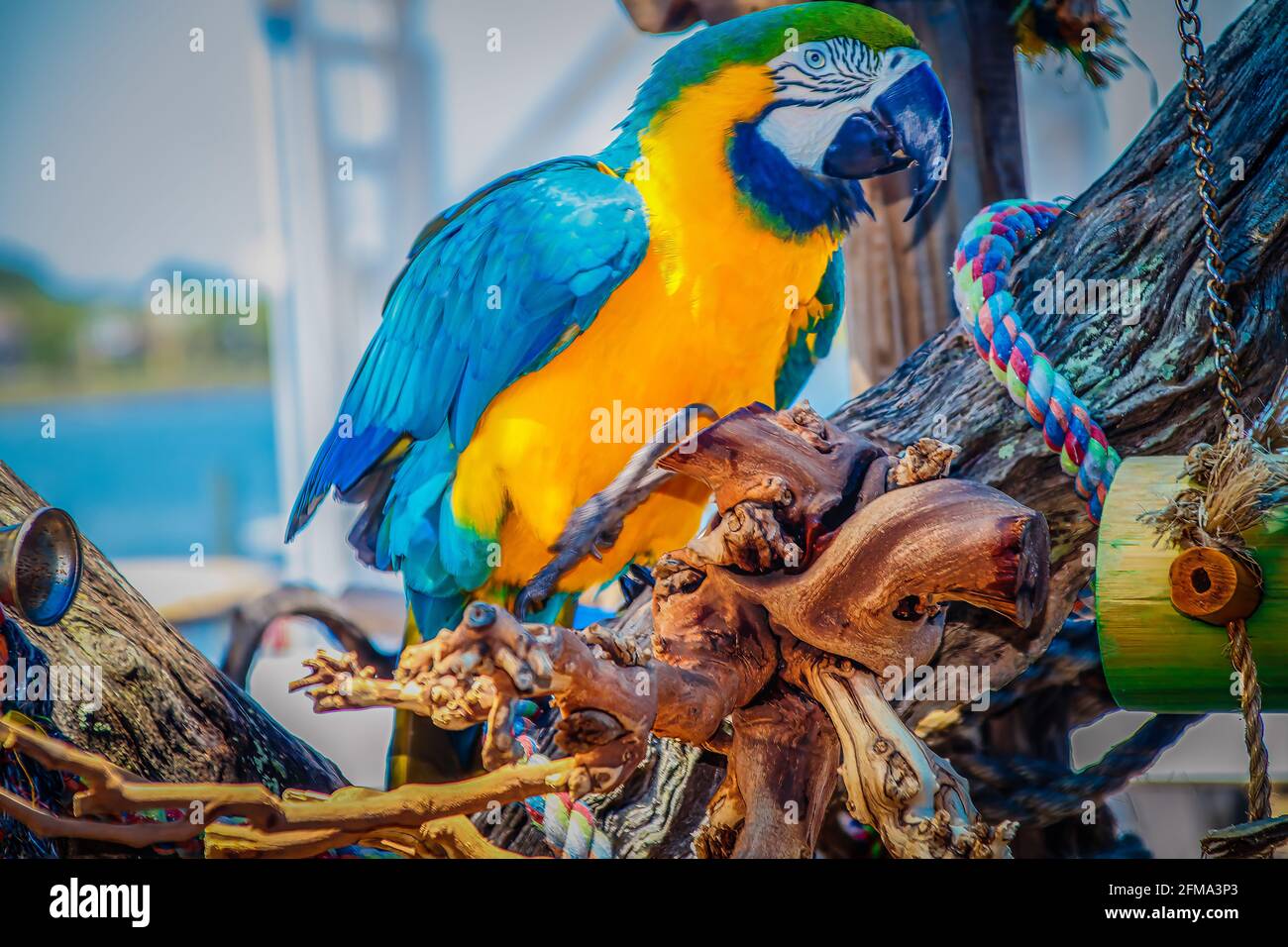Best talking parrot hi-res stock photography and images - Alamy