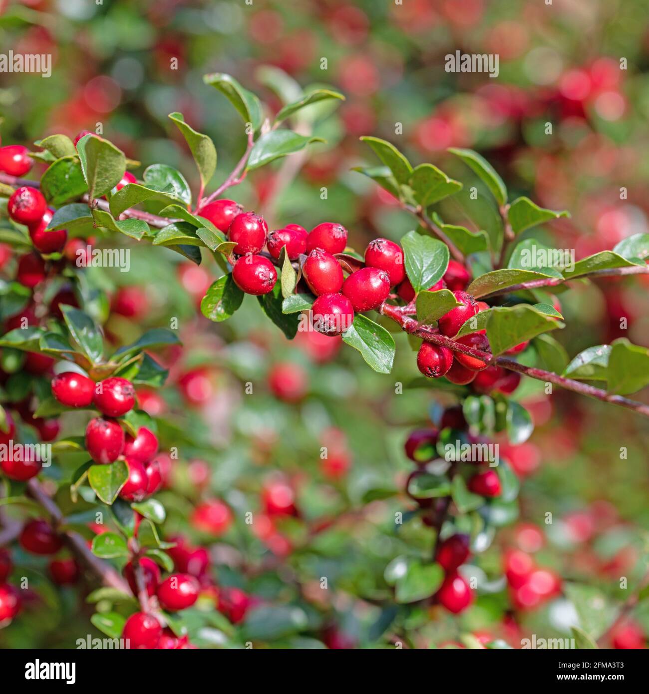 Ripe Cotoneaster fruits in autumn Stock Photo