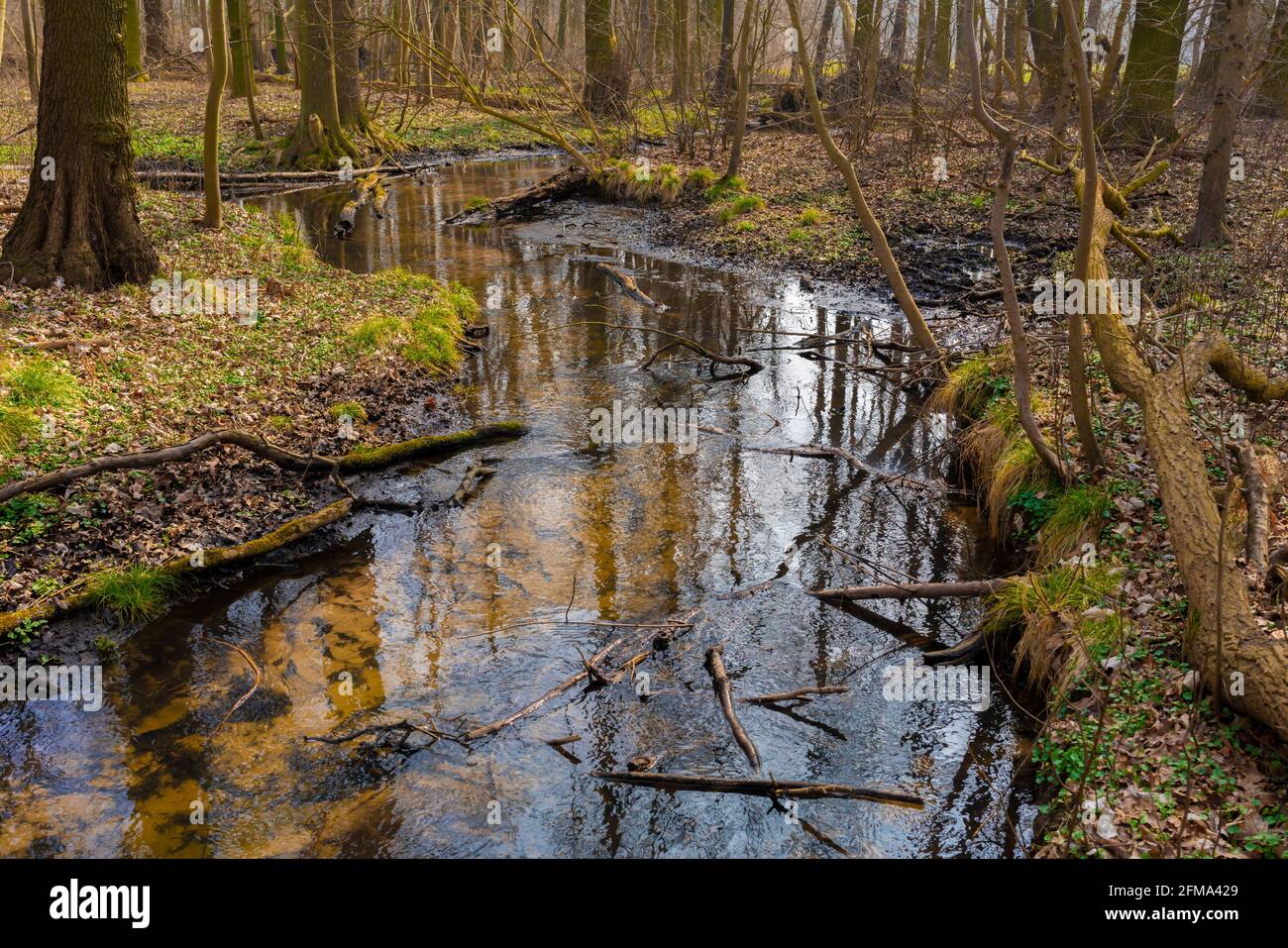 The small river Eiserbach in spring in Germany in the sunshine, old broken branches lie in the water Stock Photo