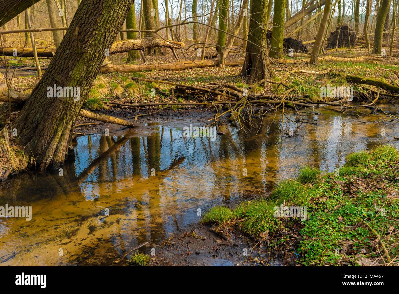 The small river Eiserbach in spring in Germany in the sunshine, fallen trees on the riverbank Stock Photo