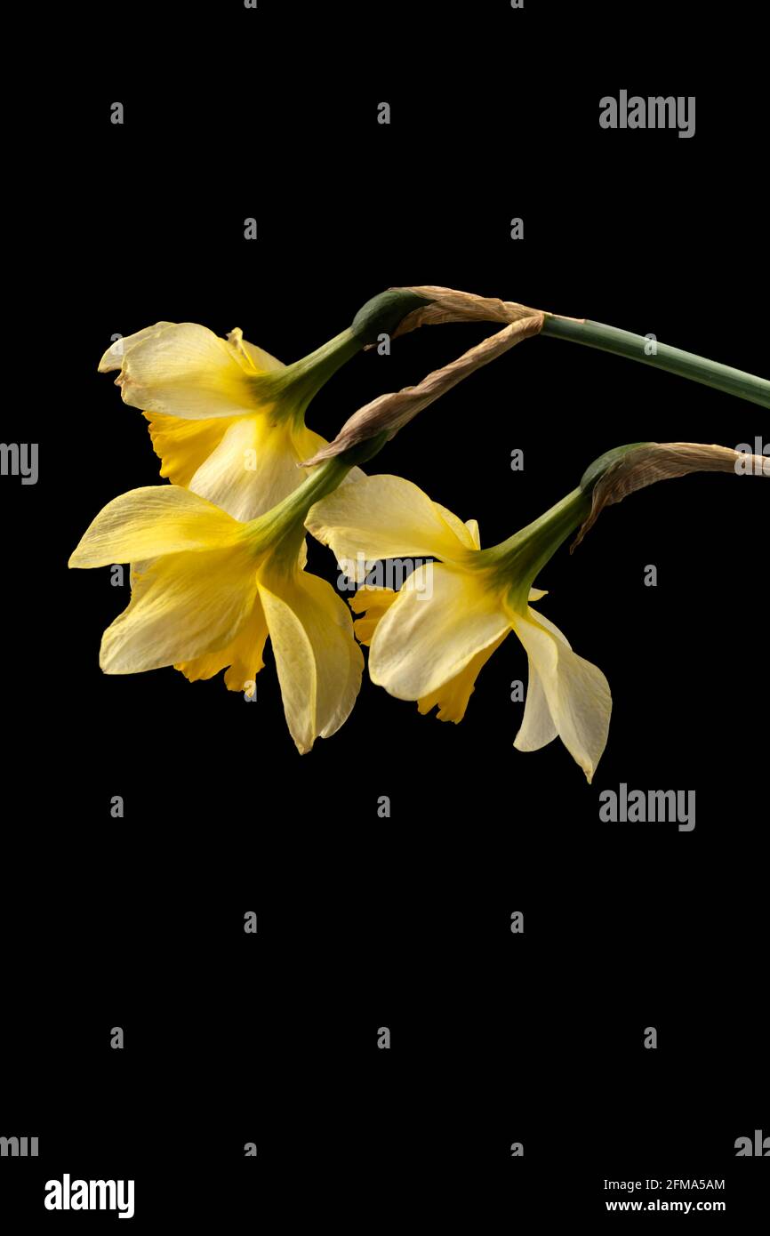 Blooming buds of daffodils flowers on a black background Stock Photo