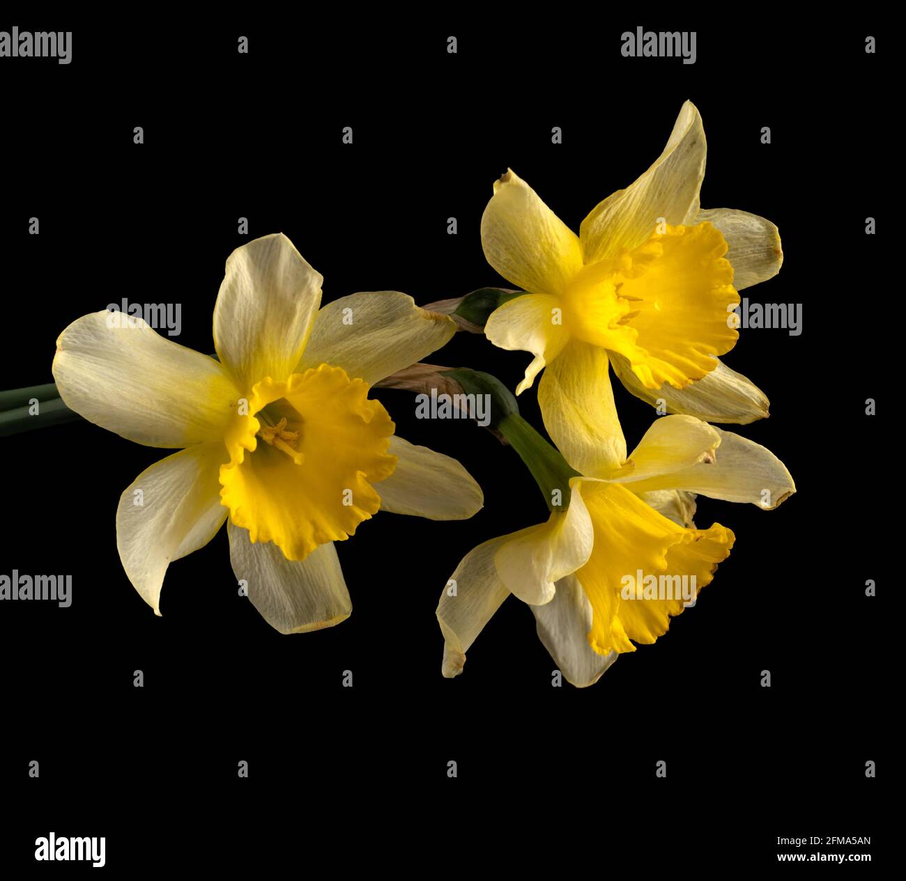 Blooming buds of daffodils flowers on a black background Stock Photo