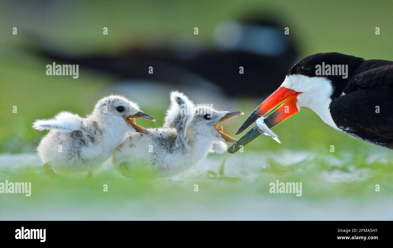 Black Skimmer Feeding Babies Stock Photo Alamy
