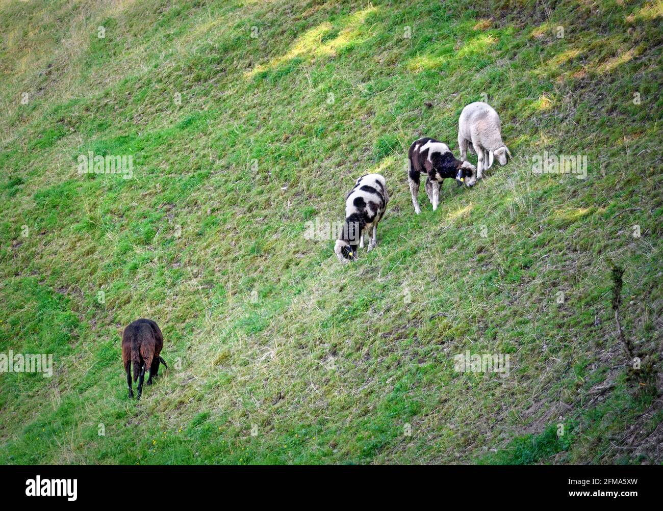 sheeps browsing on a meadow at a steep slope at Tirol, Austria Stock Photo