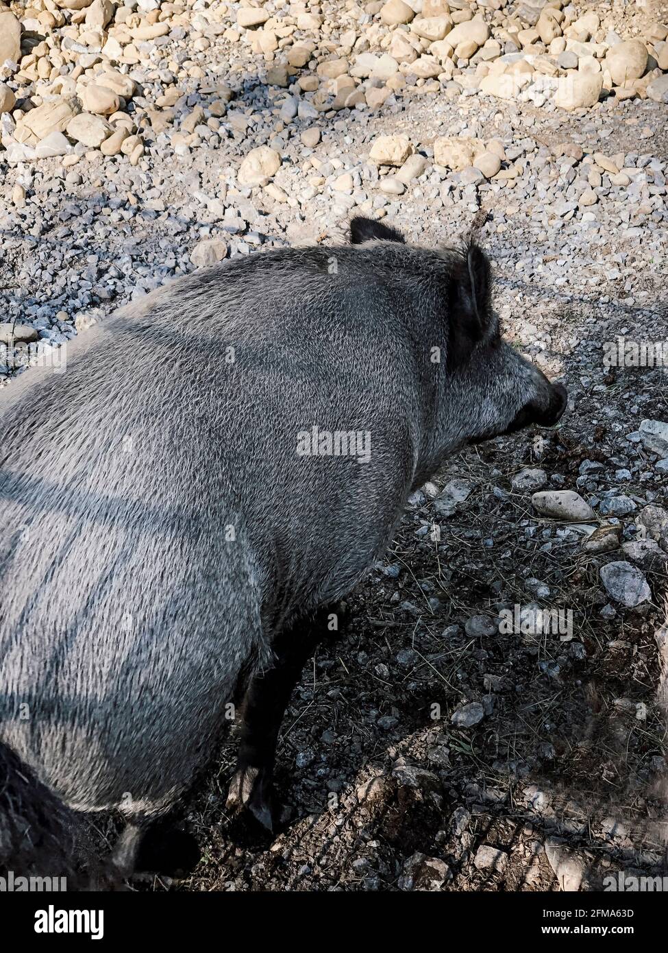 Pfänder, Alpine Wildlife Park, wild boar, Bregenz, Allgäu Alps, Austria Stock Photo