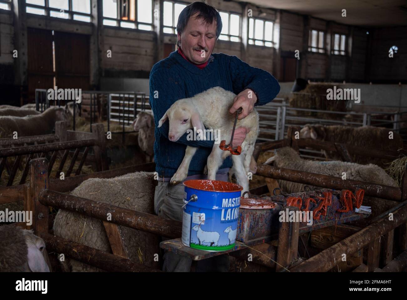 Schäfer marks a newborn lamb with paint especially for sheep Stock Photo