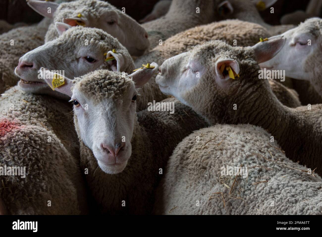 Sheep in the group Stock Photo Alamy