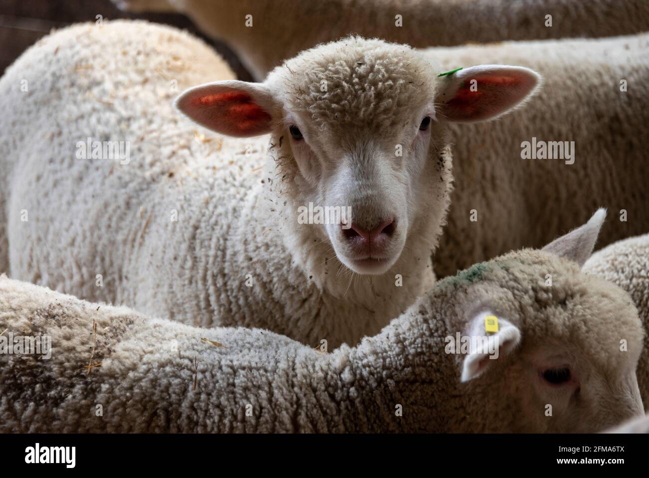 Young sheep, Easter lamb Stock Photo