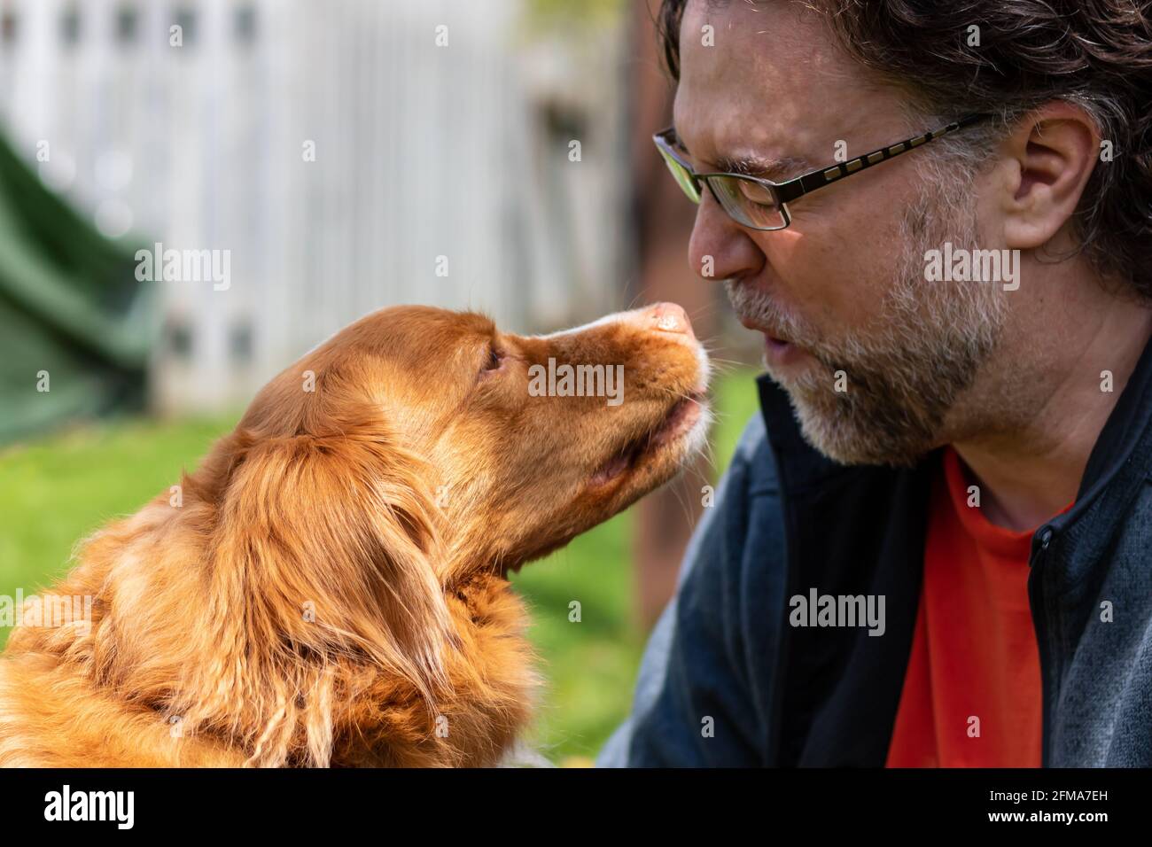 Closeup of Nova Scotia Duck Tolling Retriever dog leaning into middle aged Caucasian man's face. Man is flinching from anticipating being licked. Stock Photo