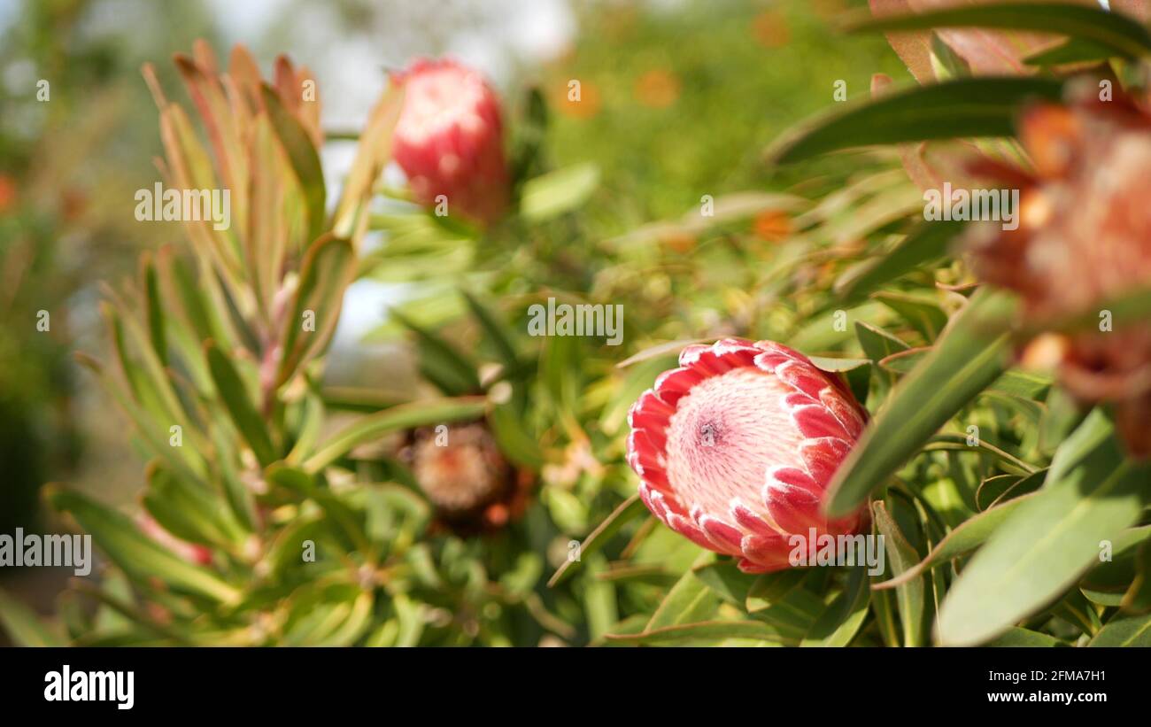 Protea pink flower in garden, California USA. Sugarbush repens springtime bloom, romantic botanical atmosphere, delicate exotic blossom. Coral salmon spring color. Flora of South Africa. Soft blur. Stock Photo
