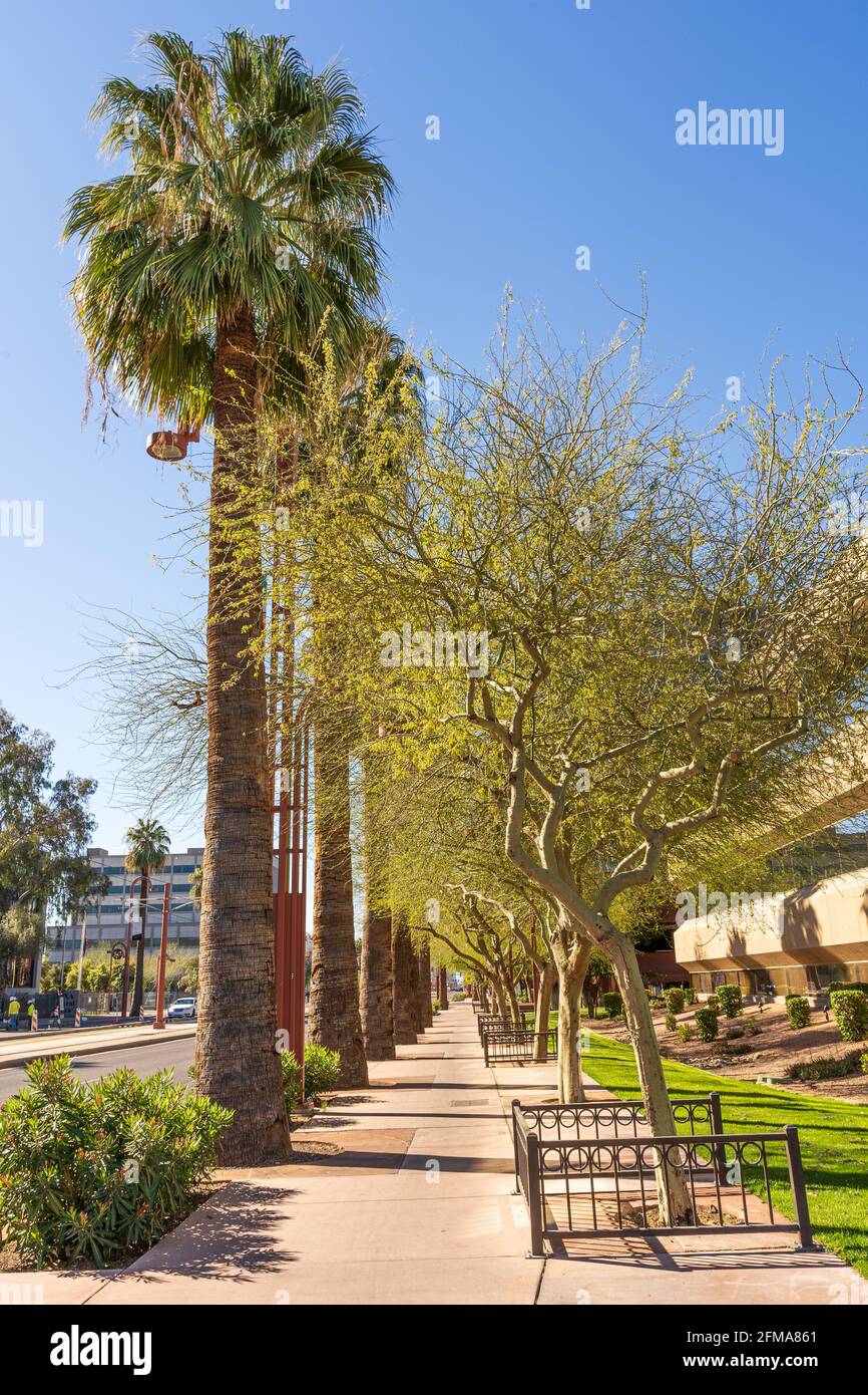 Looking south on North Central Ave. in Phoenix, Arizona at rows of palm