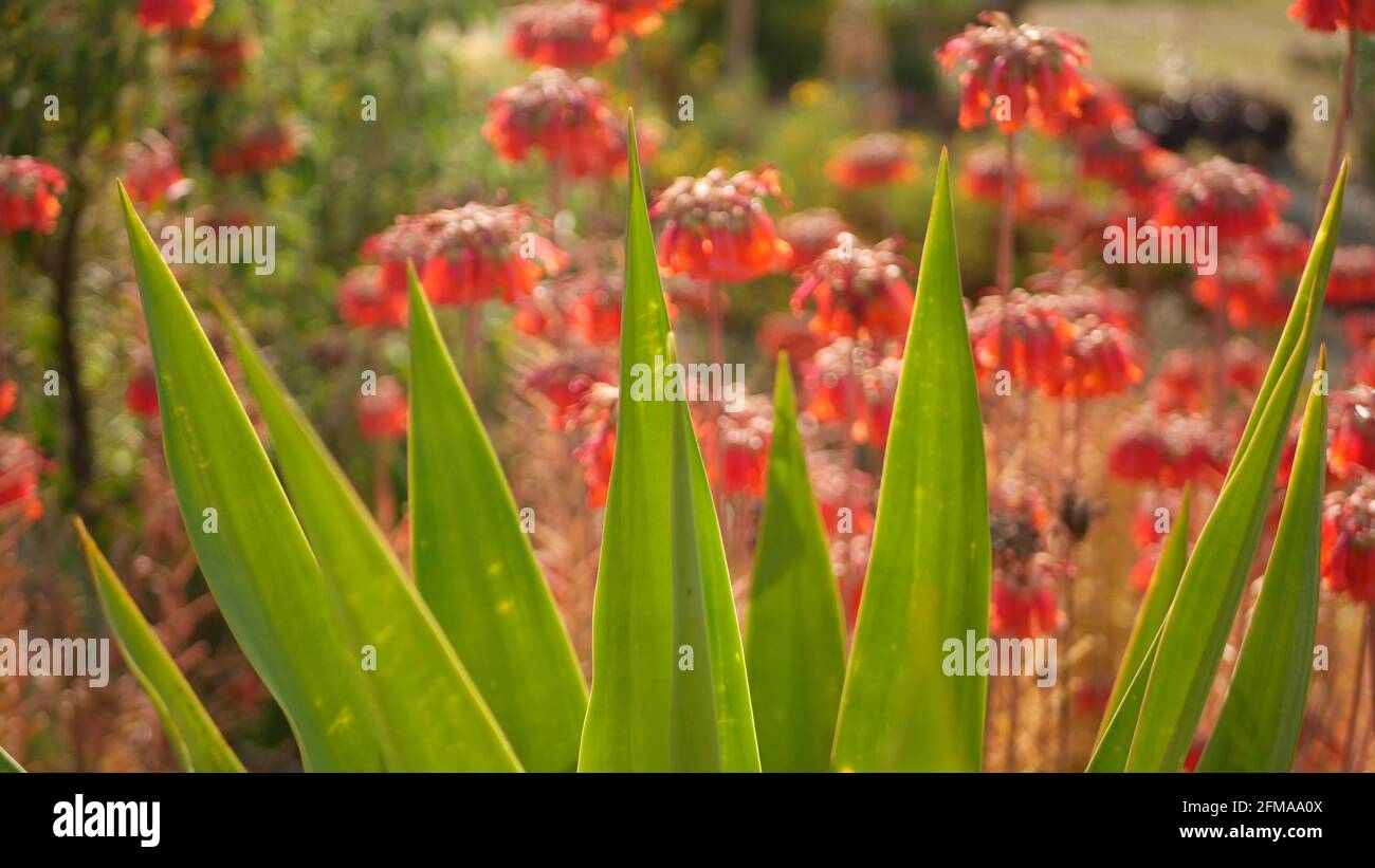 Lucky bells pink flower in garden, California USA. Mother of thousands springtime bloom, meadow romantic botanical atmosphere, delicate mexican hat kalanchoe plant blossom. Coral salmon spring color. Stock Photo
