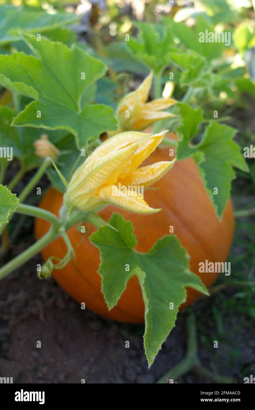 Red hundredweight pumpkin (Cucurbita maxima) with blossom in the vegetable patch Stock Photo