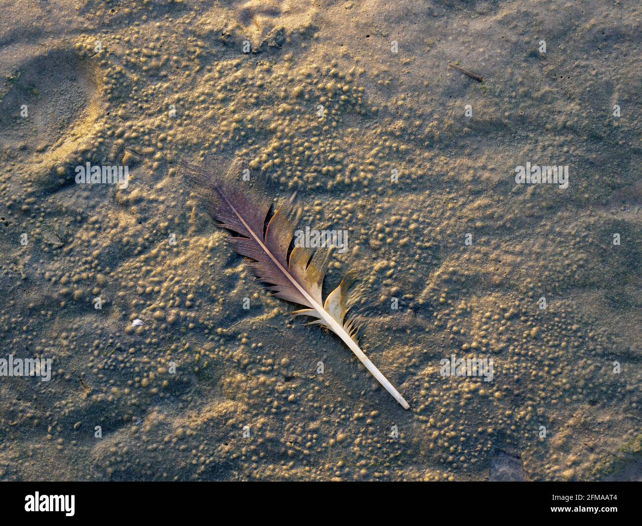 Feder in the mudflats, Wadden Sea National Park, UNESCO World Heritage Site, Schleswig-Holstein, Germany Stock Photo