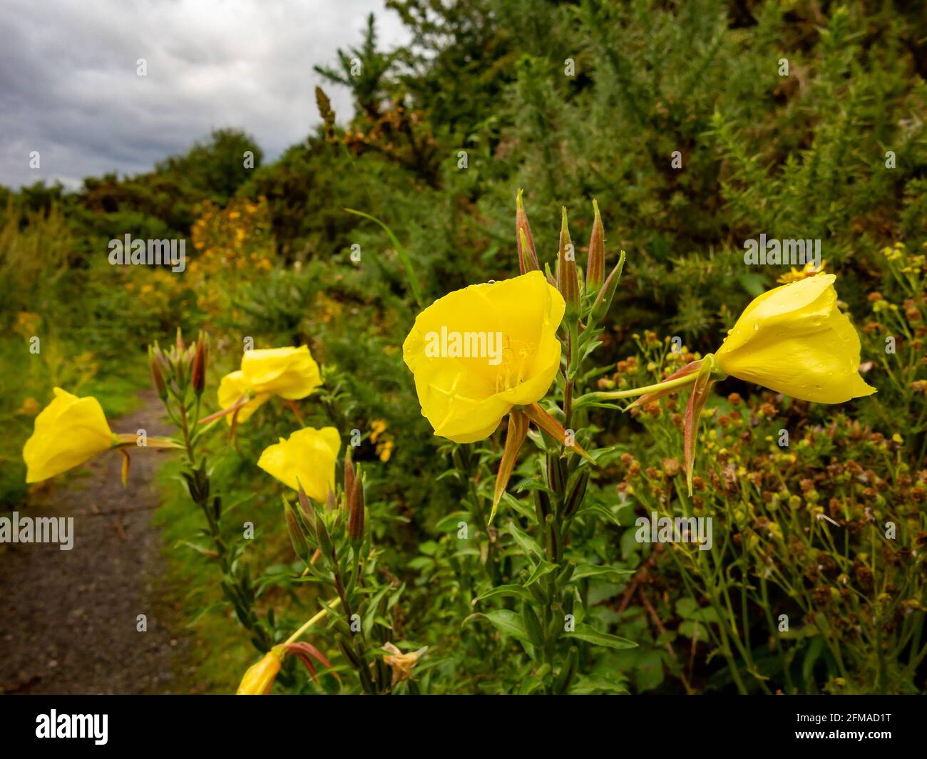Common Evening Primrose growing wild at Moore Nature Reserve Stock Photo