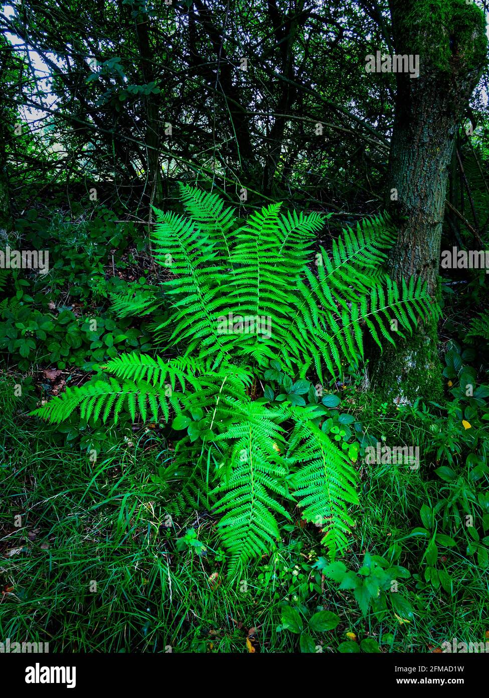 Fan shaped plants hires stock photography and images Alamy
