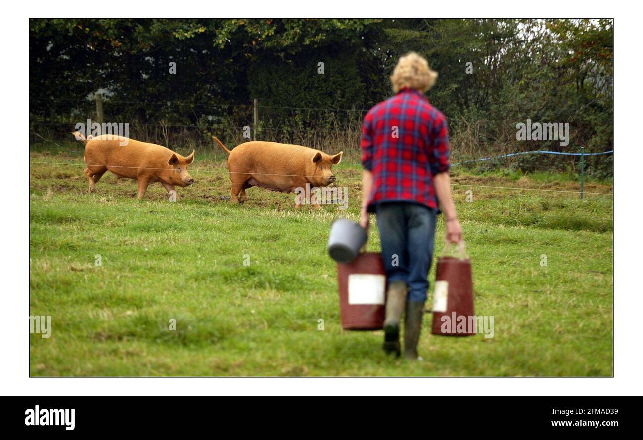 Deborah Ross spends the day 'working on' the Prince of Wales's farm:  Duchy Home Farm, Broadfield Farm, Tetbury.pic David Sandison 11/10/2005 Stock Photo