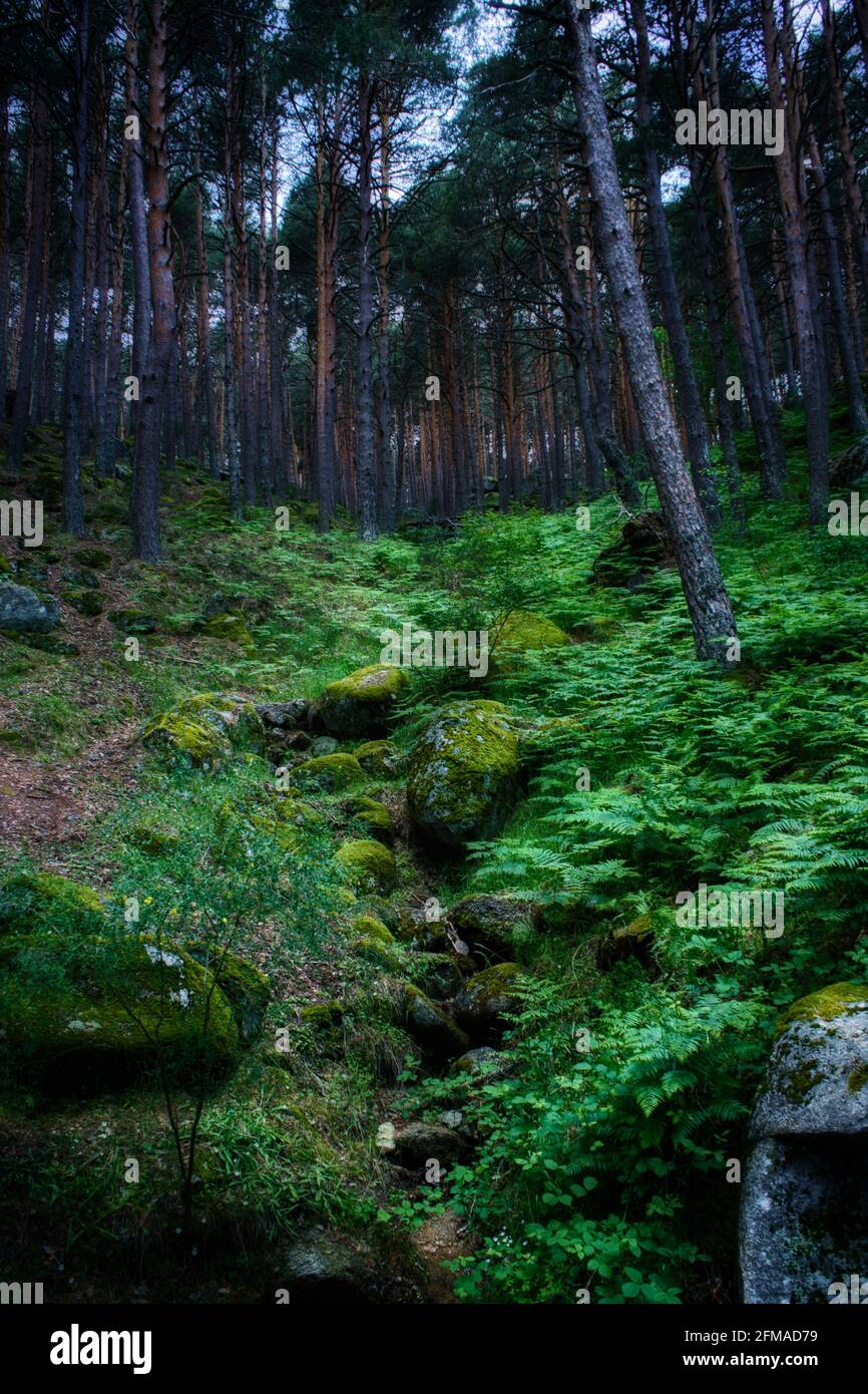 Vertical shot dense tropical hi-res stock photography and images - Alamy