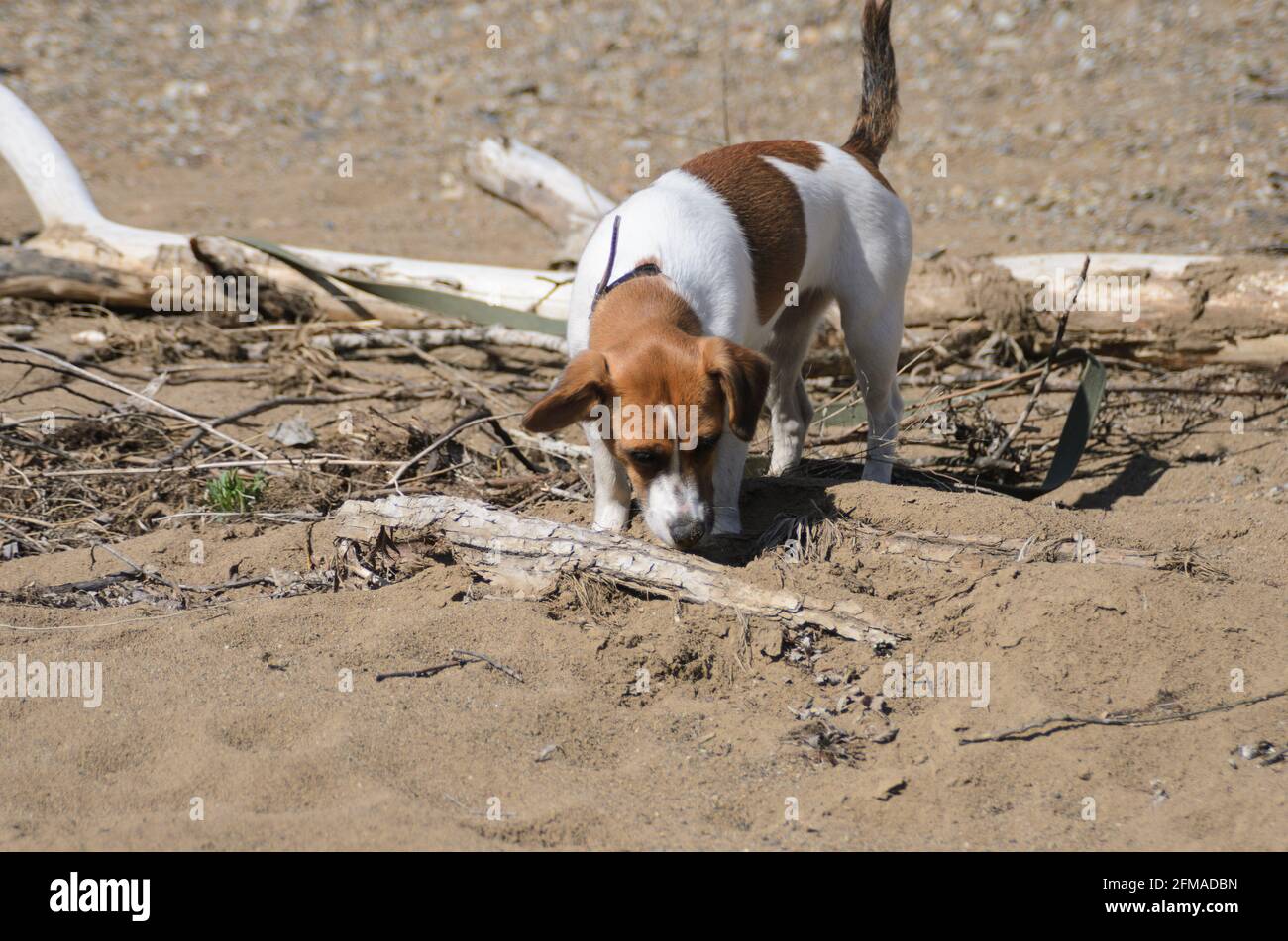 A white dog with brown spots on a canvas leash sniffs at a wooden blockage partially covered with rocks and sand. Selective focus. Stock Photo