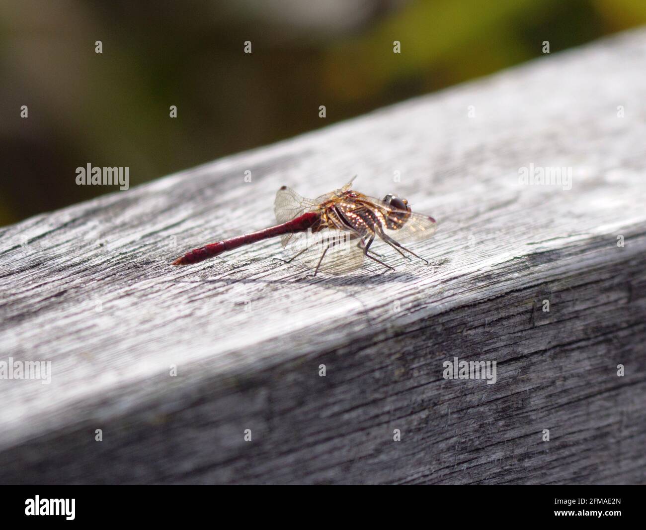 Dragonfly, Federsee, nature reserve, Bad Buchau, Upper Swabia, Baden-Württemberg, Germany Stock Photo