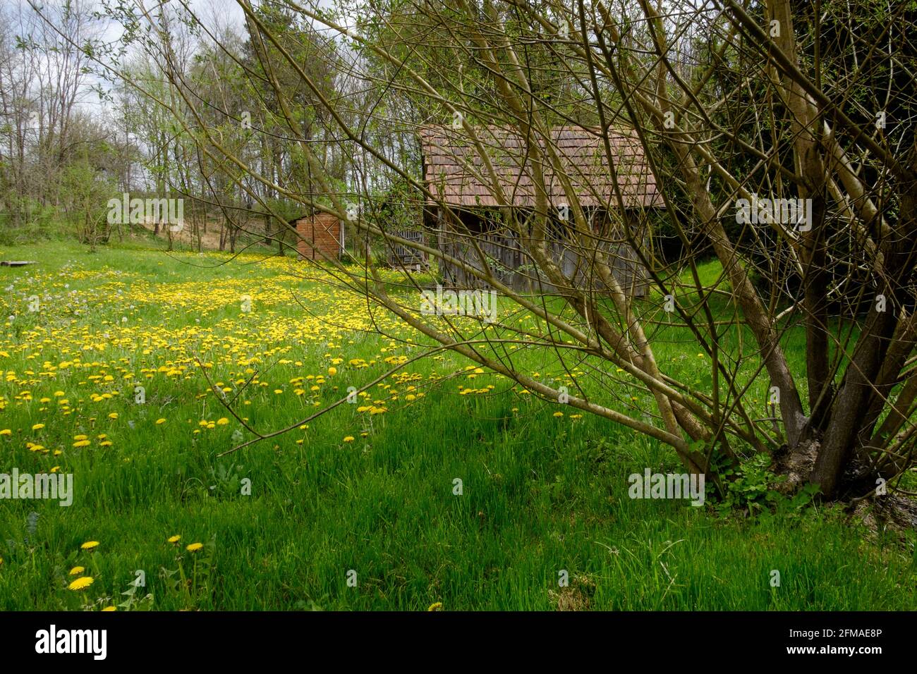 outbuildings amongst carpet of yellow dandelions taraxacum in rural garden at village property zala county hungary Stock Photo