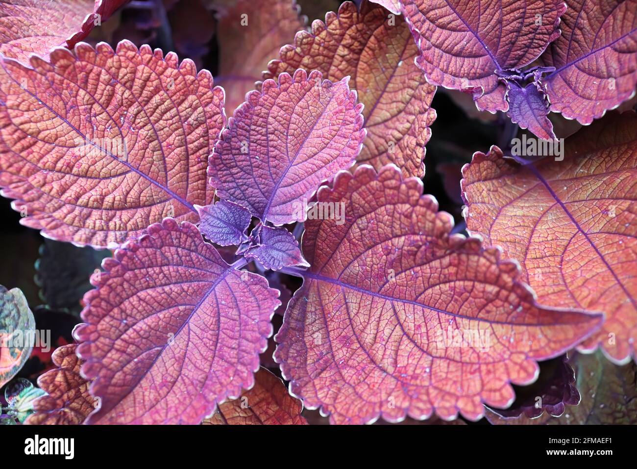 Macro of the center leaves of a red and purple coleus Stock Photo