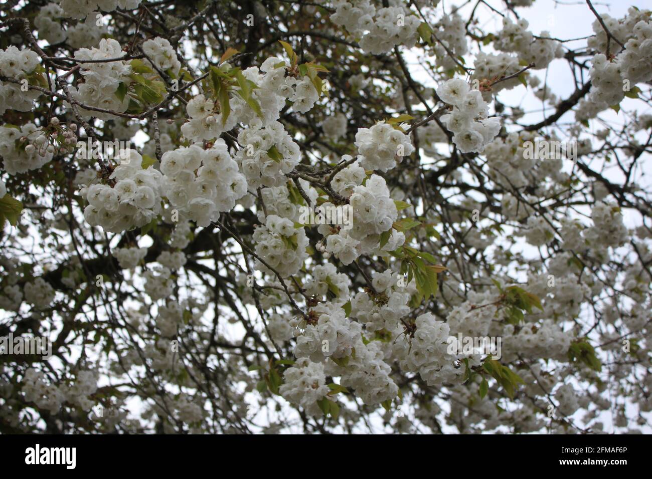 Clusters of white blossoms growing on a tree. Images of spring, love spring. Spring wedding images. White flowers in nature, beautiful blooms, UK. Stock Photo