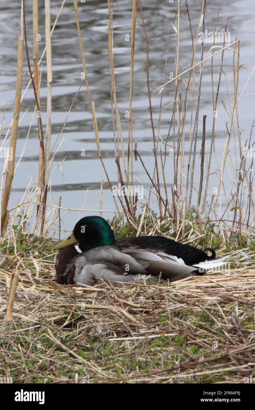 Mallard duck nestled comfortably in a reeds nest by the lakeshore. Wildlife in spring, ducks on a sunny spring day by a Scottish lake. Spring, UK. Stock Photo