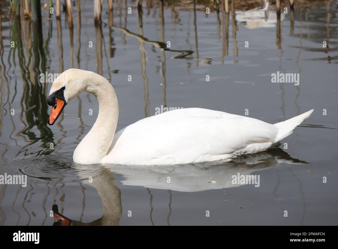 Large majestic white swan captured swimming in a Scottish pond. Swans in their natural habitat, spring waterfowl and wildlife in urban spaces, UK. Stock Photo