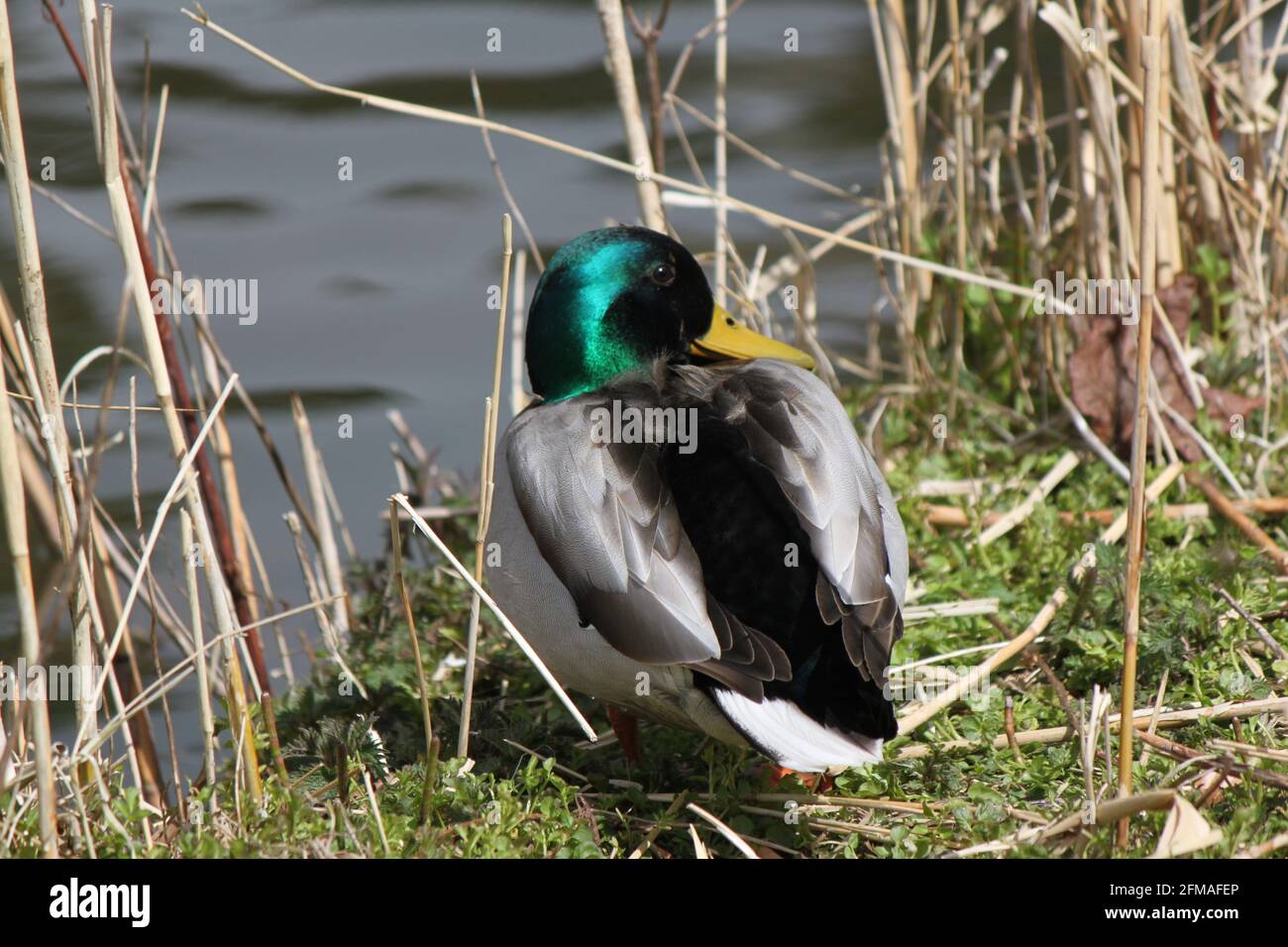 Duck (mallard) with gorgeous iridescent green plumage nestled by reeds on the lakeshore. Scottish wildlife (duck) captured in natural habitat. Green. Stock Photo