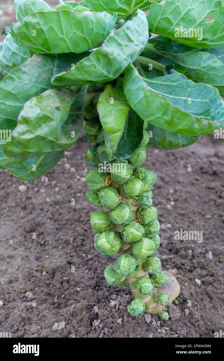Brussels sprouts (Brassica oleracea var. Gemmifera), the florets grow directly on the trunk Stock Photo