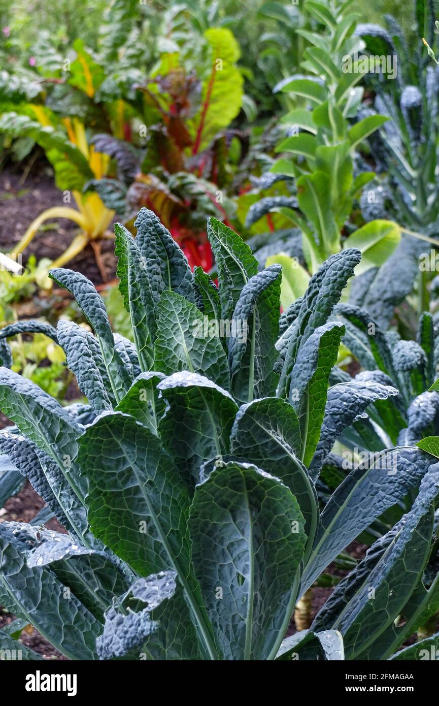 Palm cabbage 'Nero di Toscano' (Brassica oleracea var.palmifolia) in the vegetable patch Stock Photo