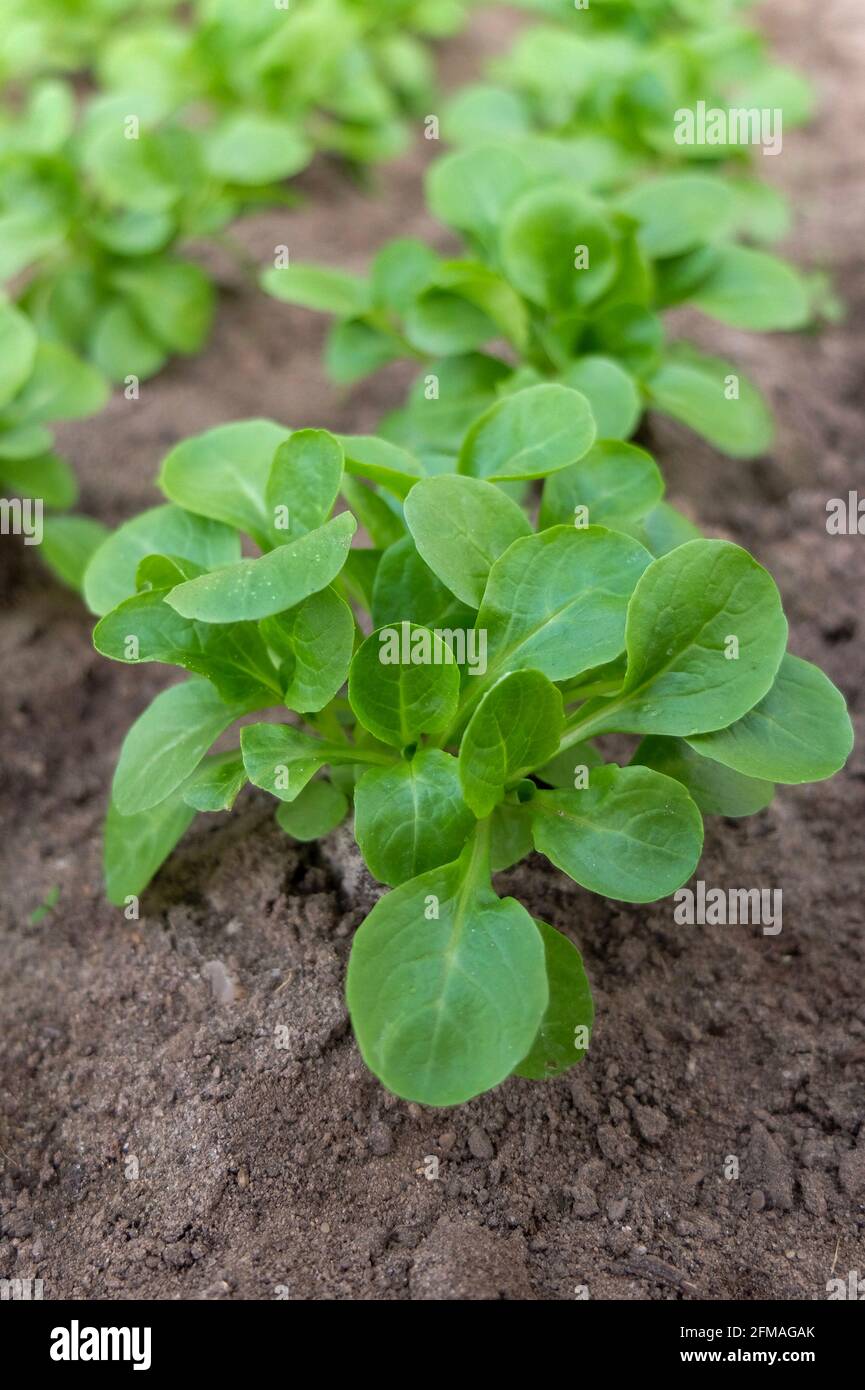 Lamb's lettuce (Valerianella locusta) in a flower bed Stock Photo Alamy