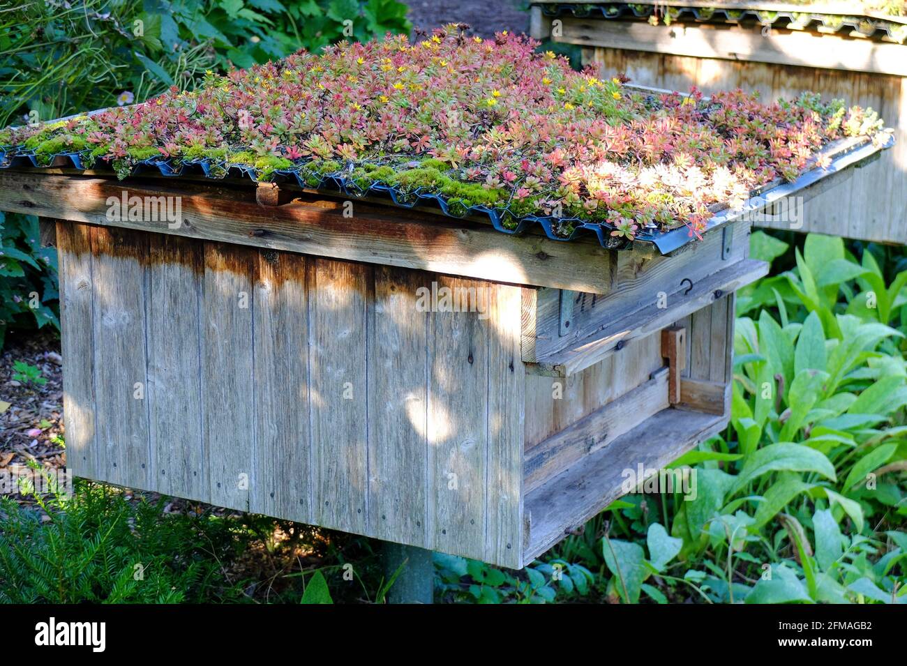 Roof greening with Sedum floriferum 'Weihenstephaner Gold' (gold stonecrop, saxifrage) on the beehive Stock Photo