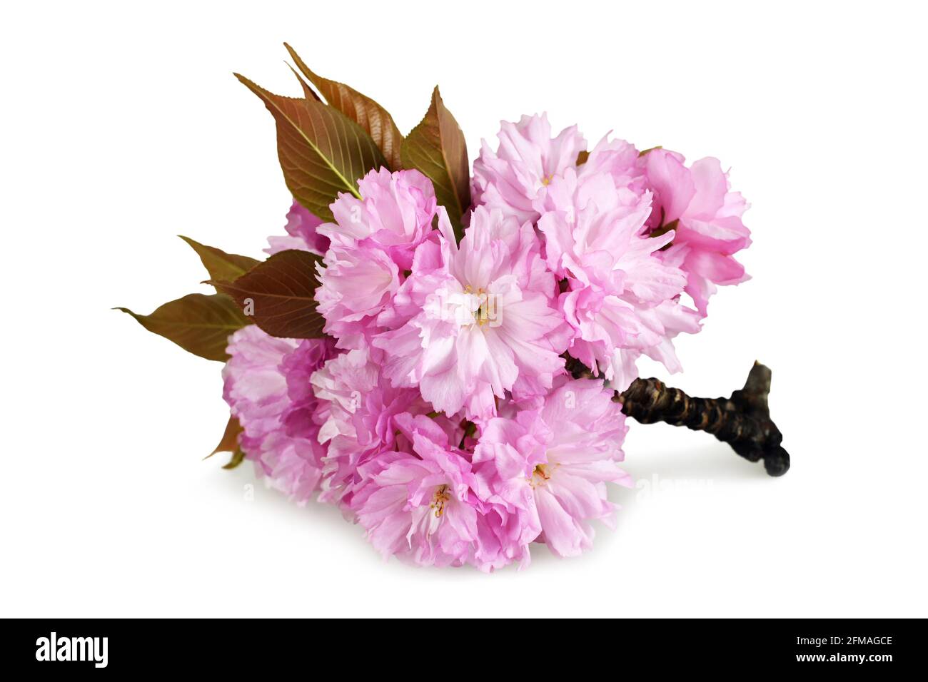 Japanese cherry blossom isolated on white background Stock Photo - Alamy