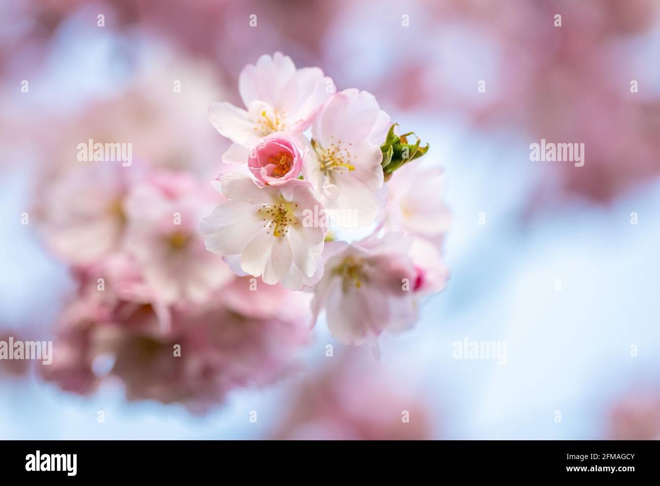 Flowering ornamental cherry Stock Photo
