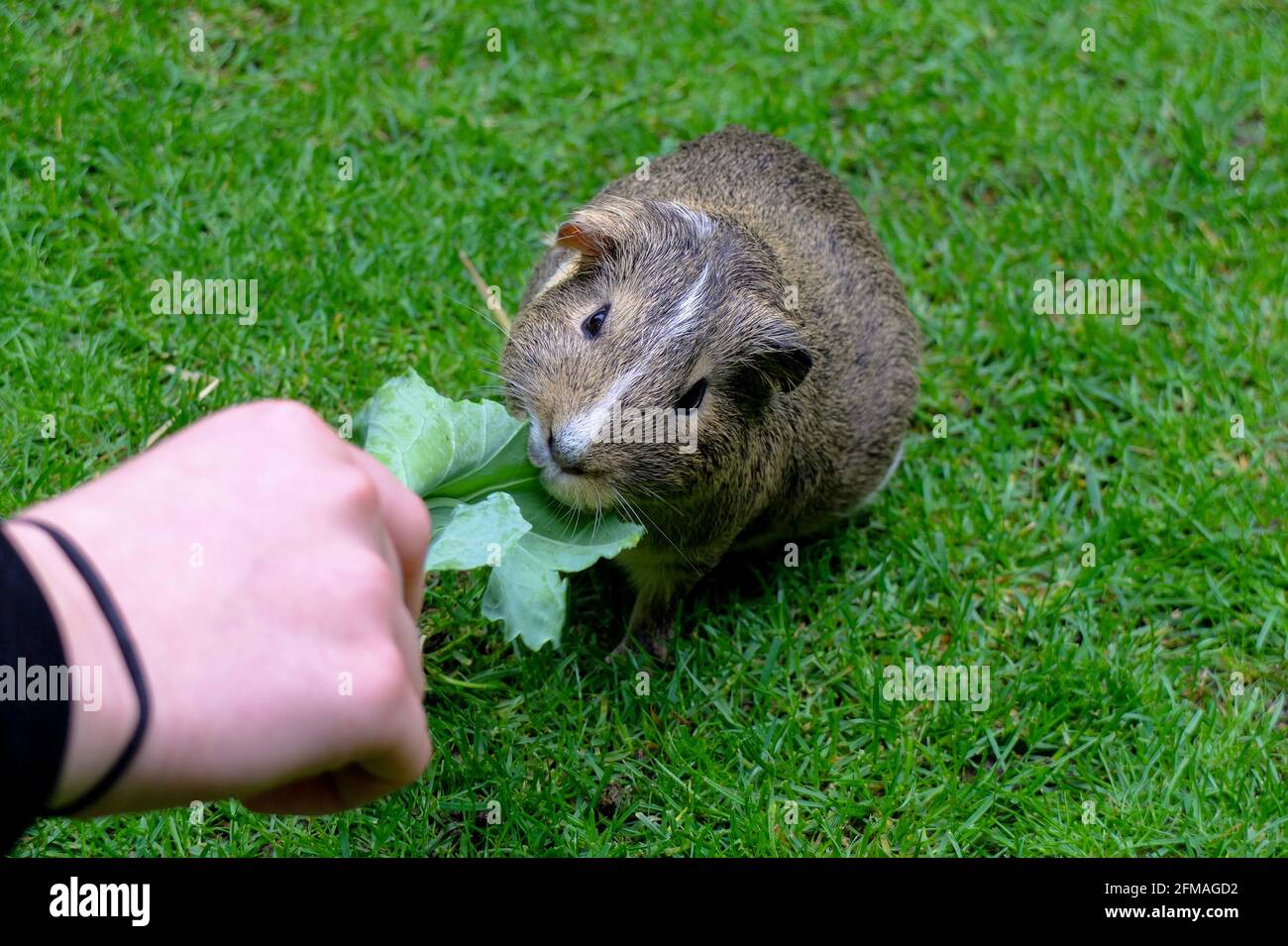 Guinea pig (Cavia porcellus) eats a leaf Stock Photo