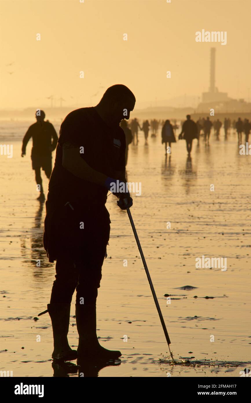 Brighton and Hove beach at low tide looking west. Silhouettes of people walking along the sandy shore at sunset. East Sussex, England. Fisherman collecting ragworm for bait. Stock Photo