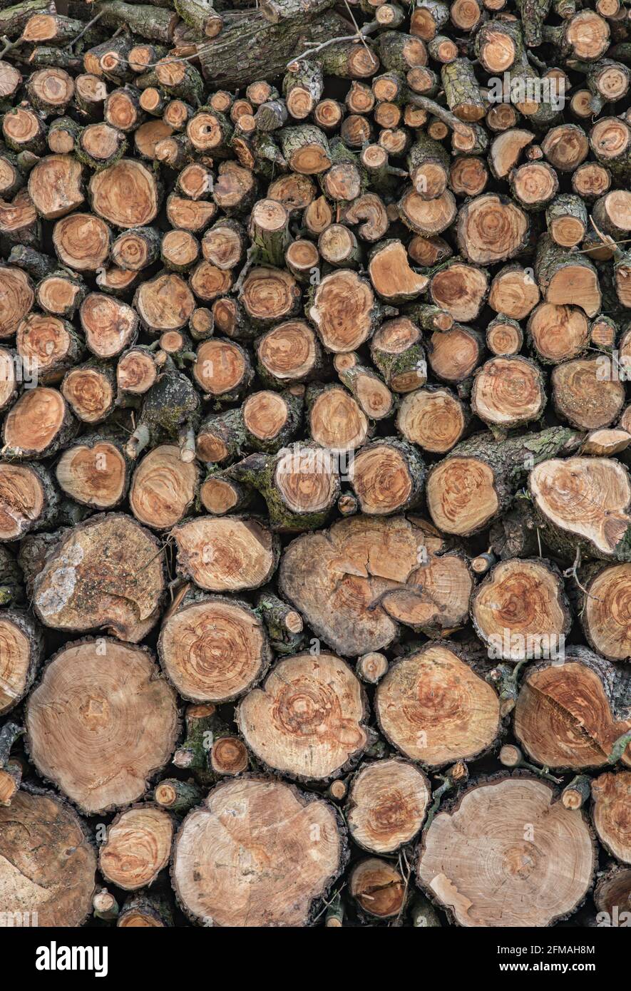 Pile cut branches stack logs hi-res stock photography and images - Alamy