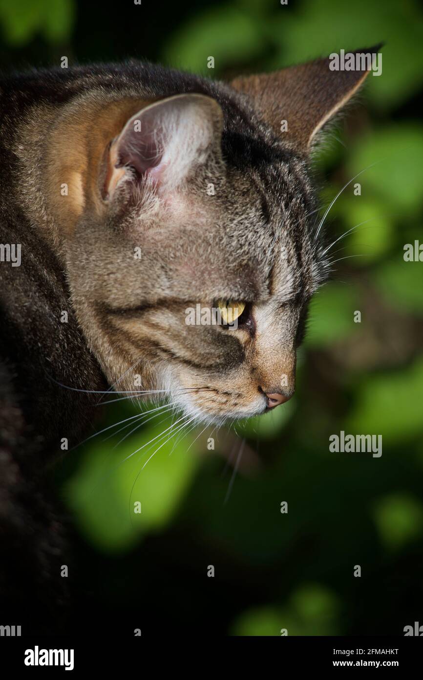 A domesticated cat Stock Photo Alamy