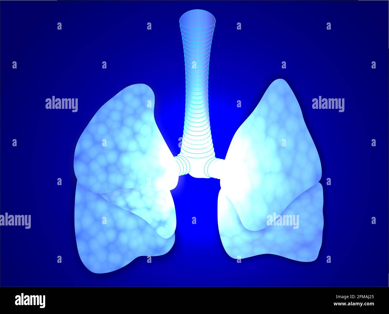 human lungs, backlight effect, lung virus Stock Photo