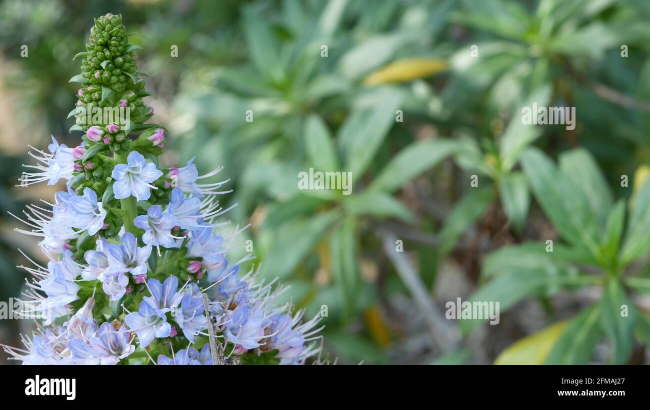 Pride of madeira lilac flowers, California USA. Echium candicans purple violet mauve bloom. Home gardening, american decorative ornamental houseplant, natural botanical atmosphere. Conical blossom. Stock Photo