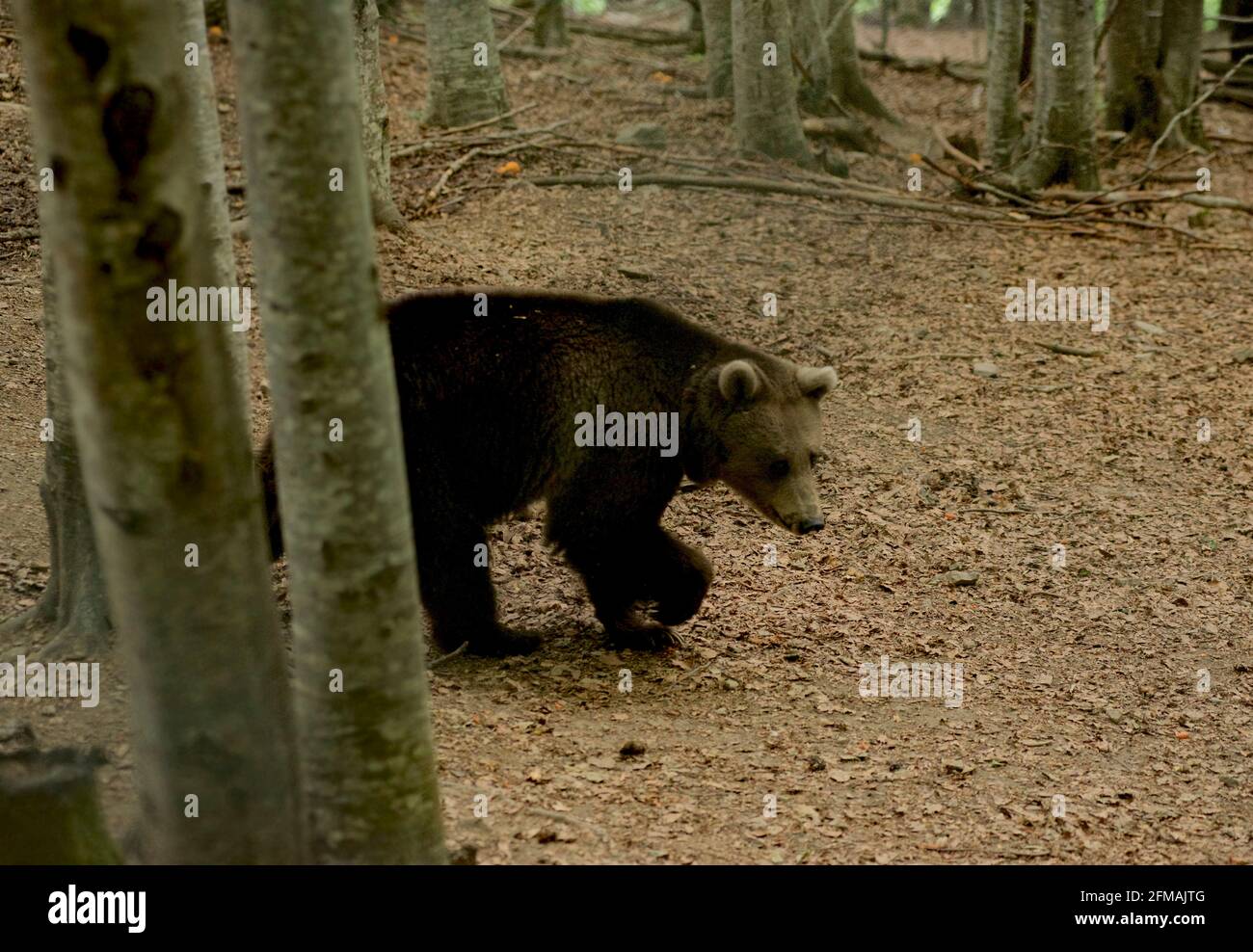 A brown bear walks at the Dancing Bears Reserve in the Rila mountains near Belitsa, Bulgaria. The Dancing Bears Reserve was founded by Brigitte Bardot's animal rights foundation and Four Paws animal protection organisation Stock Photo